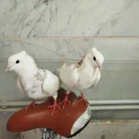 یک جفت کلفه