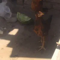 جوجه خروس 9ماهه
