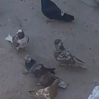 کبوتر|پرنده|مرند, |دیوار