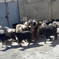 بز شیری|حیوانات مزرعه|میلاجرد, |دیوار