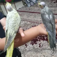 عروس هلندی
