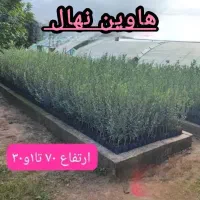 انواع نهال زیتون با ضمانت