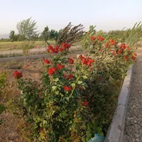 باغ باغچه زمین|فروش دفتر صنعتی، کشاورزی، تجاری|کهریزک, |دیوار
