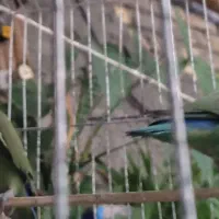 طوطی برزیلی
