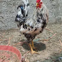 ۲ عدد خروس