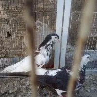 کفتر|پرنده|مشهد, بهمن|دیوار