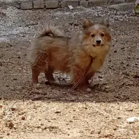 پامر‌خرسی‌نر،اصفهان‌خمینی‌شهر