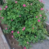 باغ