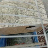 لونه می برای عرو