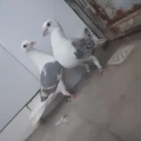 کفتر