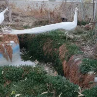 طاووس سفید|پرنده|تهران, سلیمانی|دیوار