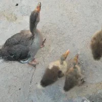 قوقاز