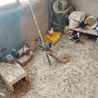 کفتر سبز پلکی مسافتی تعداد ۲۵ تا