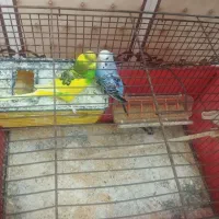 دوجقت مرغ عشق خیلی زیبا همراه قفس معاوضه