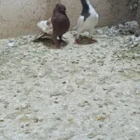 کبوتر سینه سرخ نر معاوضه با کفتر شهری نر