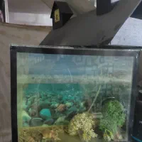 اکواریم