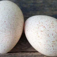 تخم بوقلمون