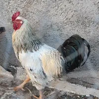 خروس جوان .سرحال .یک ساله .آواز خوان .خوشکل