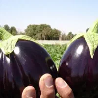 بادمجان دلمه ای خوزستان