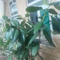 گل خانگی|گل و گیاه طبیعی|لردگان, |دیوار