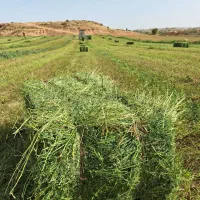 فروش 170 پرس تمیز درجه 1