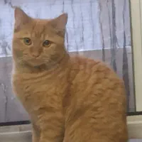 گربه نارنجی نر