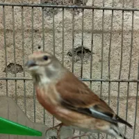 یک عدد سینه سرخ نر