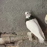 طوقی