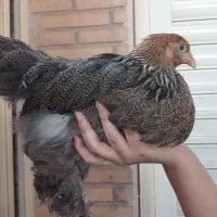مرعو خروس