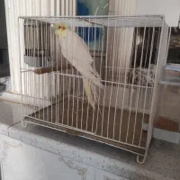 قفس پرنده در حد