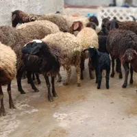 گوسفند افشار بابره خرج خوره|حیوانات مزرعه|قزوین, |دیوار