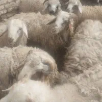 بره نر|حیوانات مزرعه|اصفهان, کوی امام|دیوار