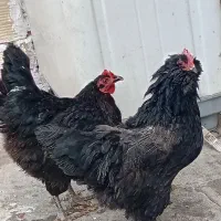 تخم مرغ نطفه دار