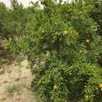 باغ-انار-الو-زردالو-انجیر