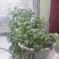 ۳ عدد گلدان بزرگ