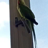 طوطی ملنگو نیمه اهلی