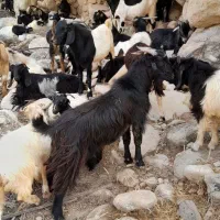 فروش بز محلی