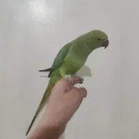 طوطی ملنگو