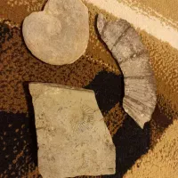 فسیل