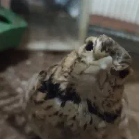 سهره خاکی مست دهن لر و دهن نیکزاد