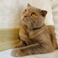 گربه اسکاتیش فولد