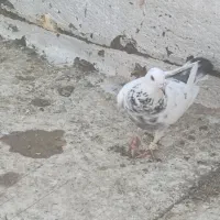 کبوتر شهرستانی
