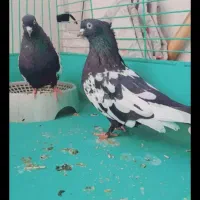 جفت کفتر سینه سیاه همراه سه عدد جوجه
