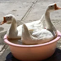 غوغاز‌لیندا