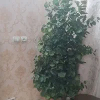 درخچه برگ سبزبا گلدون