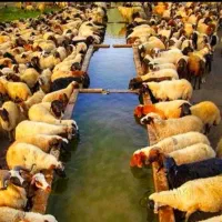 گوسفندچاق وچله(مناسب قربانی ونذری)زیرقیمت بازآر