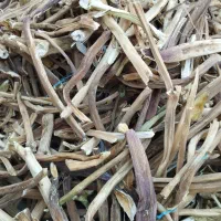 چوب کرفس کوهی(کلوس کوهی)