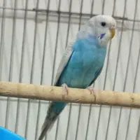 مرغ عشق