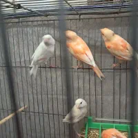 پرنده|پرنده|ماهان, |دیوار