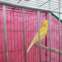 قناری نر بخون